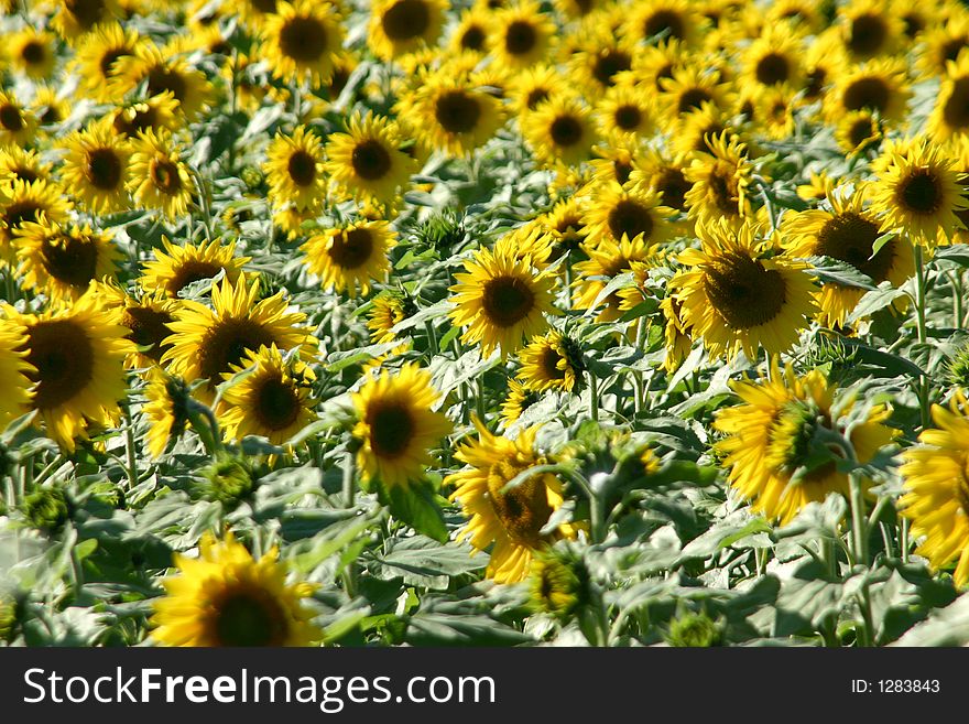 Beautiful yellow sunflower field in the sun. Beautiful yellow sunflower field in the sun.