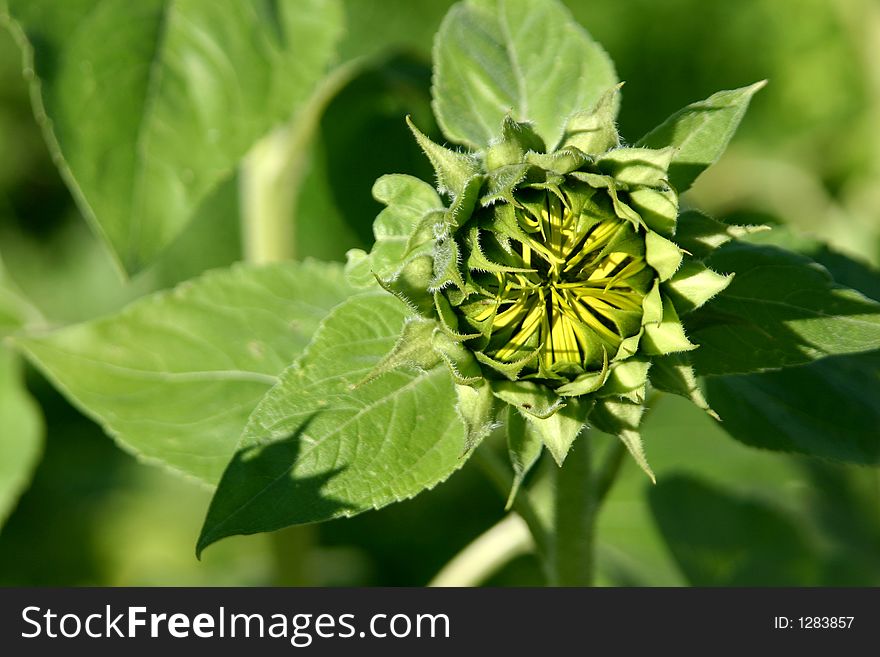 Beautiful yellow sunflower in the sun. Beautiful yellow sunflower in the sun.