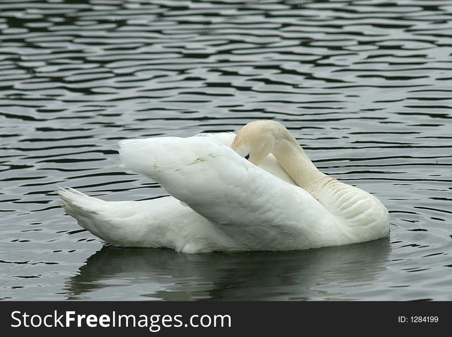 Swan on lake sails one