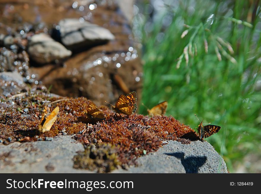 Butterflies landing on a rock in Olympic National Park, Washington State. Butterflies landing on a rock in Olympic National Park, Washington State