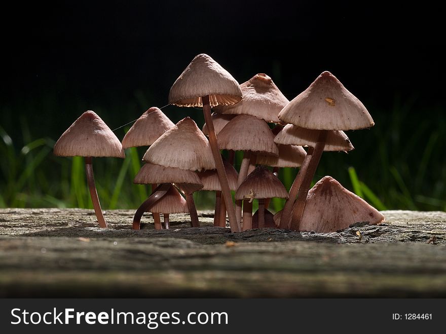 A clump of backlighted mushrooms growing from a rotting log at the edge of the forest