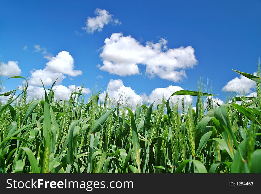 Closeup of grass in a field. Closeup of grass in a field