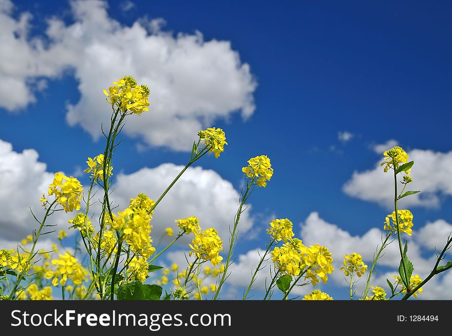 Closeup of wildflowers in a field. Closeup of wildflowers in a field