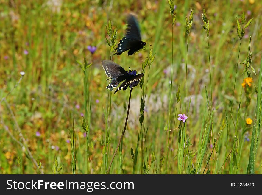 Butterflies in a meadow in springtime