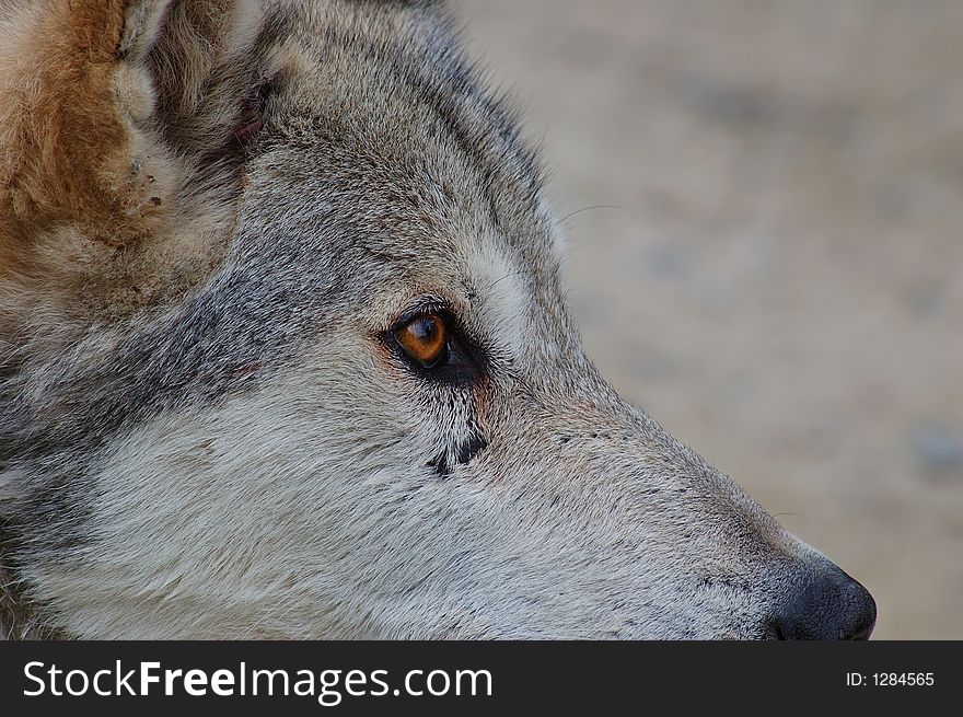 Rocky mountain Grey Wolf