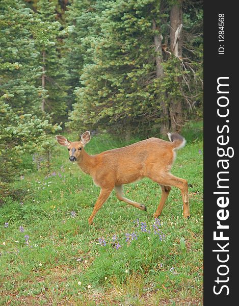 Deer in a mountain meadow in summer