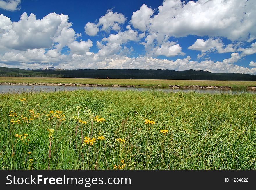 Yellowstone Elk in a flowery meadow on the other side of the river. Yellowstone Elk in a flowery meadow on the other side of the river