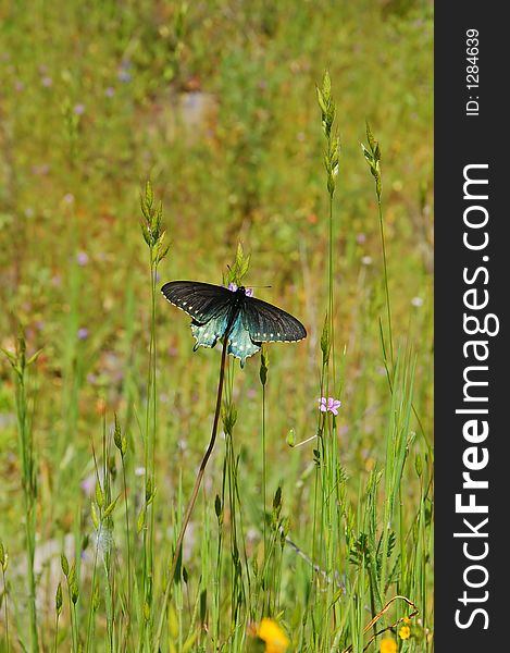 Butterfly in a meadow in springtime