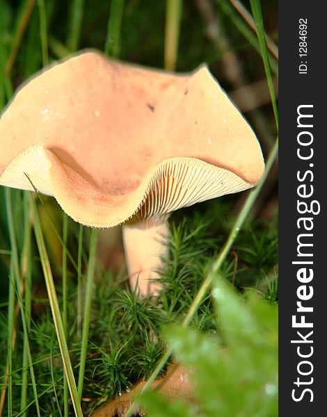 Beatifull mushroom in Dutch forest