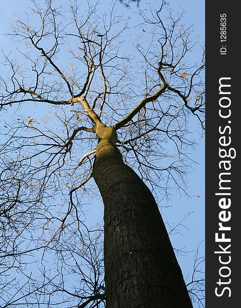 Mysterious Tree In A Dutch Forest