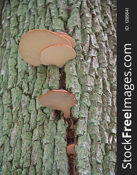 Strange mushrooms on a tree in Dutch forest. Strange mushrooms on a tree in Dutch forest