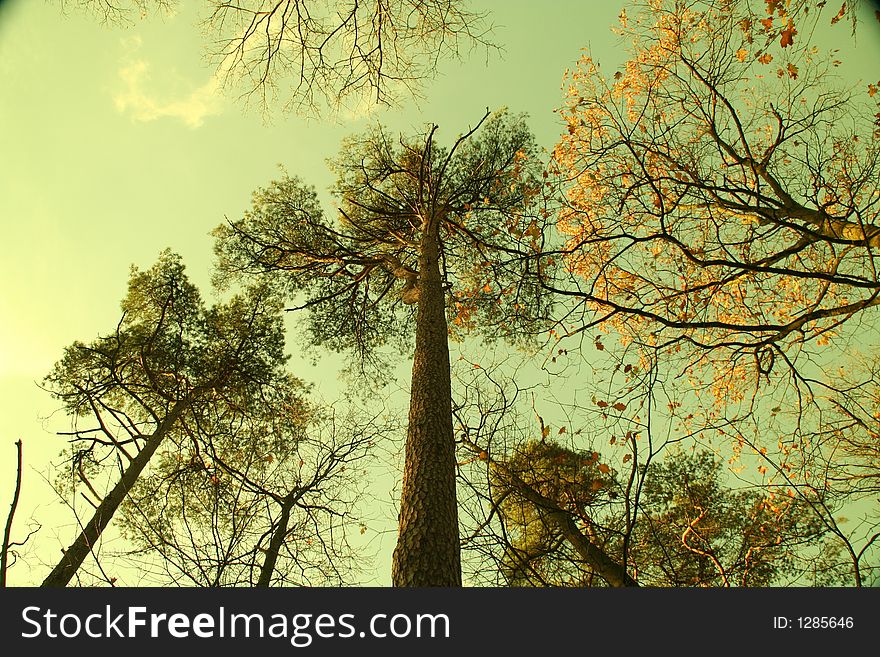 Mysterious trees in a dutch forest,autumn. Mysterious trees in a dutch forest,autumn