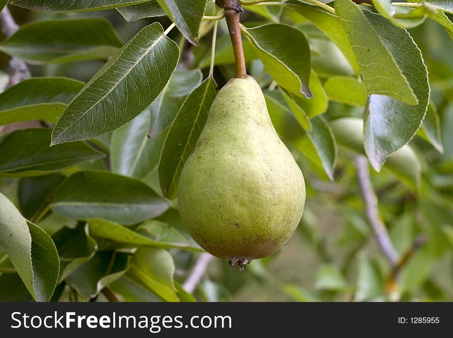 Pear tree in Dordogne, France