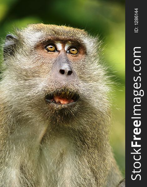 A long tailed macaque male adult monkey with mouth agape and wide eyes. He is a bit alarmed over something. Species name is Macaca fascicularis. A long tailed macaque male adult monkey with mouth agape and wide eyes. He is a bit alarmed over something. Species name is Macaca fascicularis