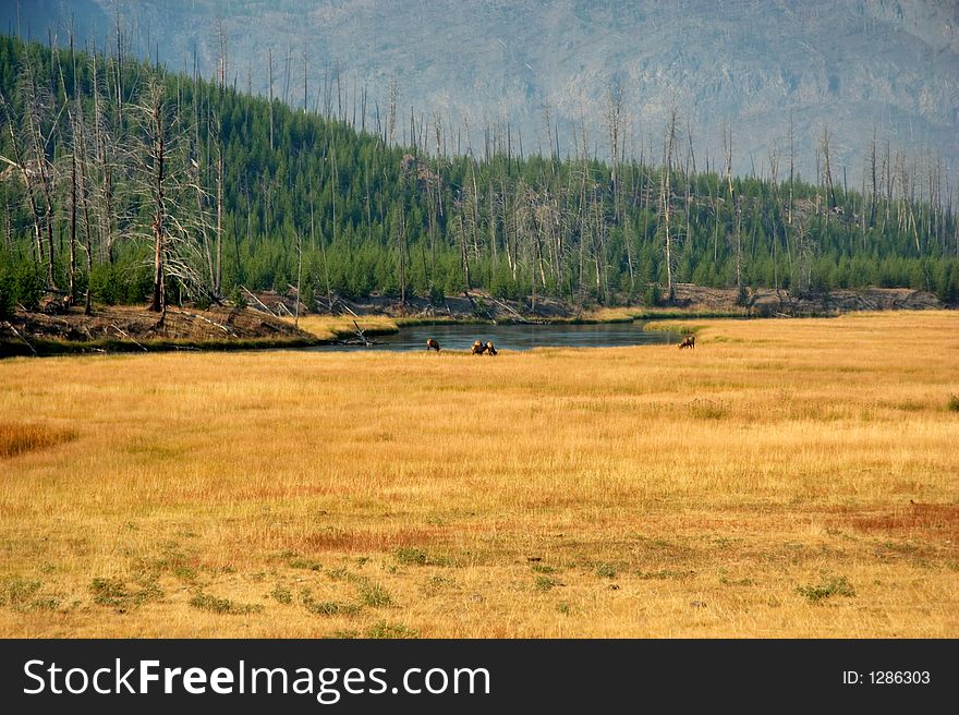 Meadow with elk grazing in distance. Meadow with elk grazing in distance