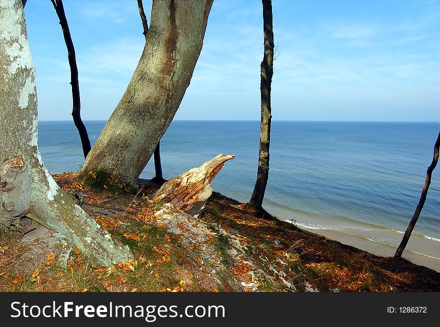 Forest coast. Trees on the first plane and sea in the background