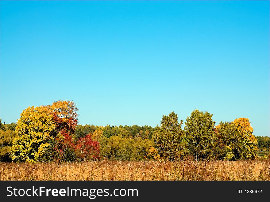 Golden Autumn