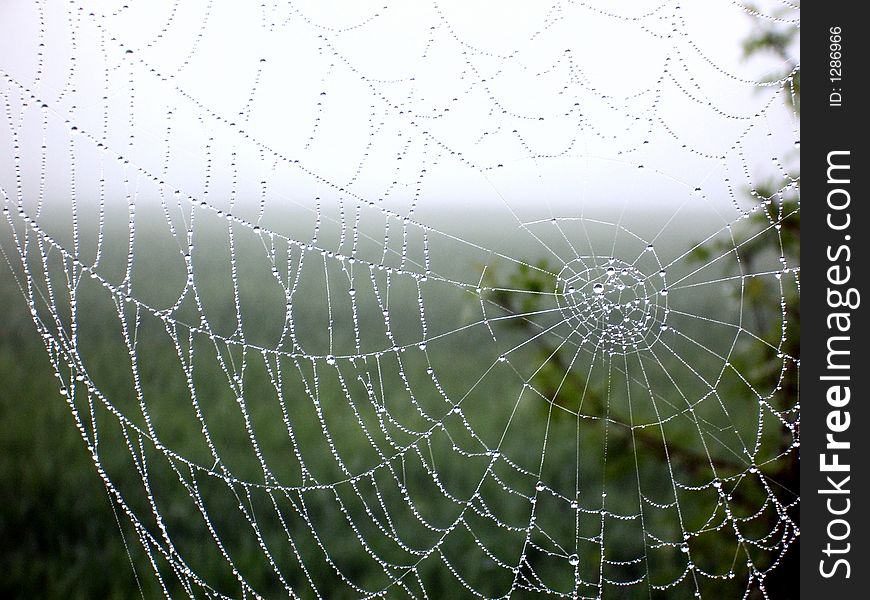 A wet web on the Camino de Santiago in Spain.