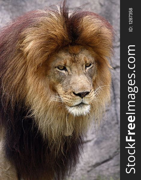 Male Lion