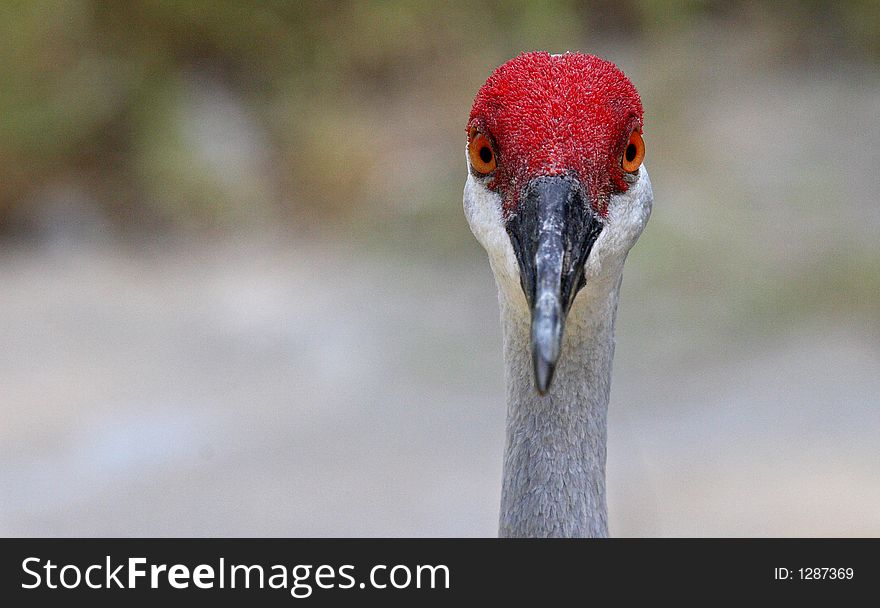 Close up of a Sandhill Crane