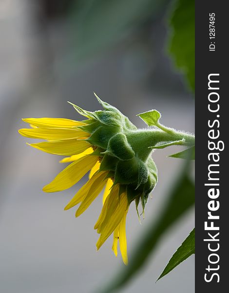 A profile view of a sunflower looking down. A profile view of a sunflower looking down.