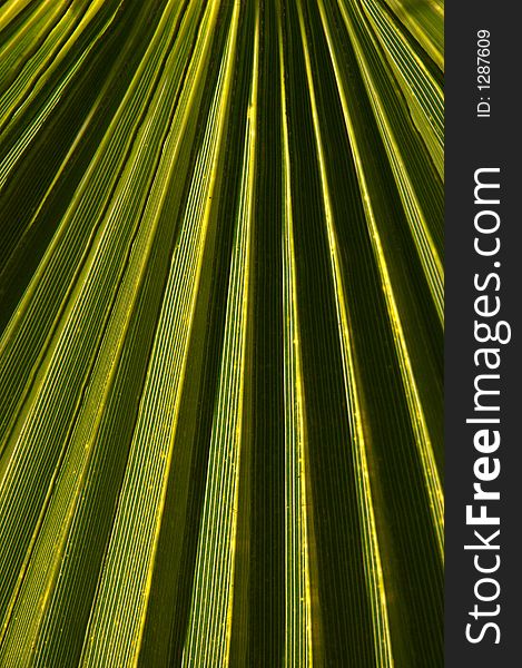 Palm leaf  with close up on ridges. Palm leaf  with close up on ridges