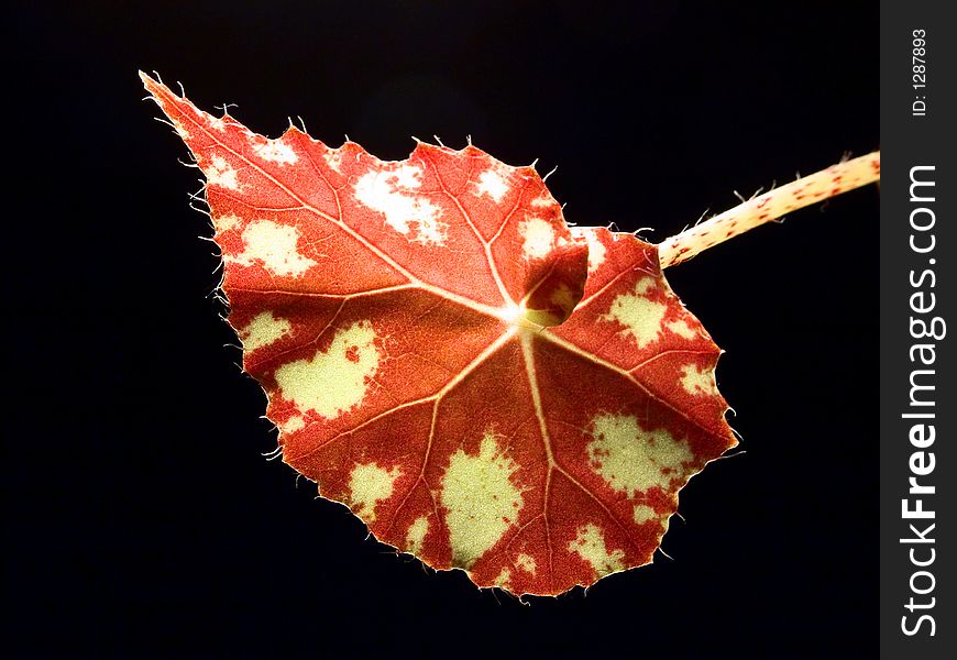 Macro of leaf of begonia.