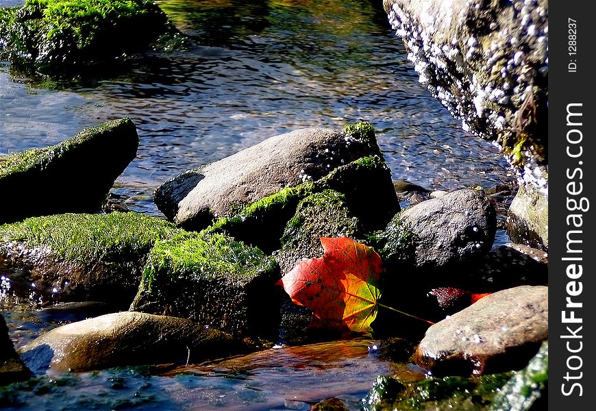 Maple Leaf In Tidal Pond