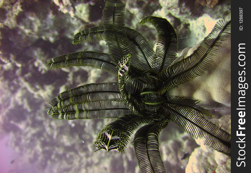 The real color of crinoidea,40 meters death,eilat,coral beach preserve,