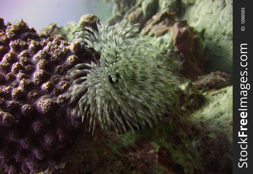 Sea worm living in corals,and a green sponge. Sea worm living in corals,and a green sponge