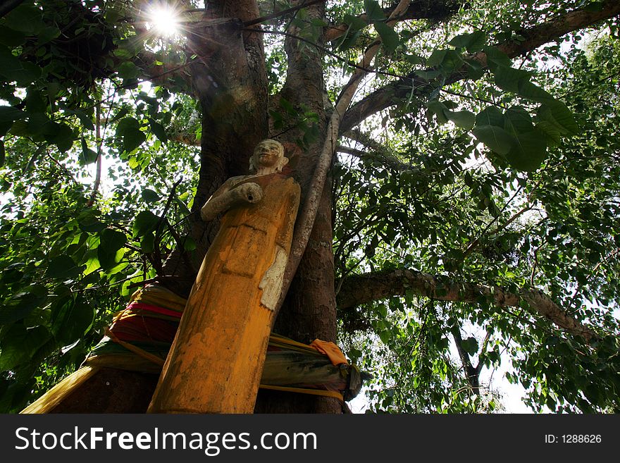 Buddha statue underneath a tree in Thailand.