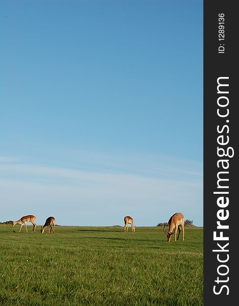 Four Antelope On Horizon