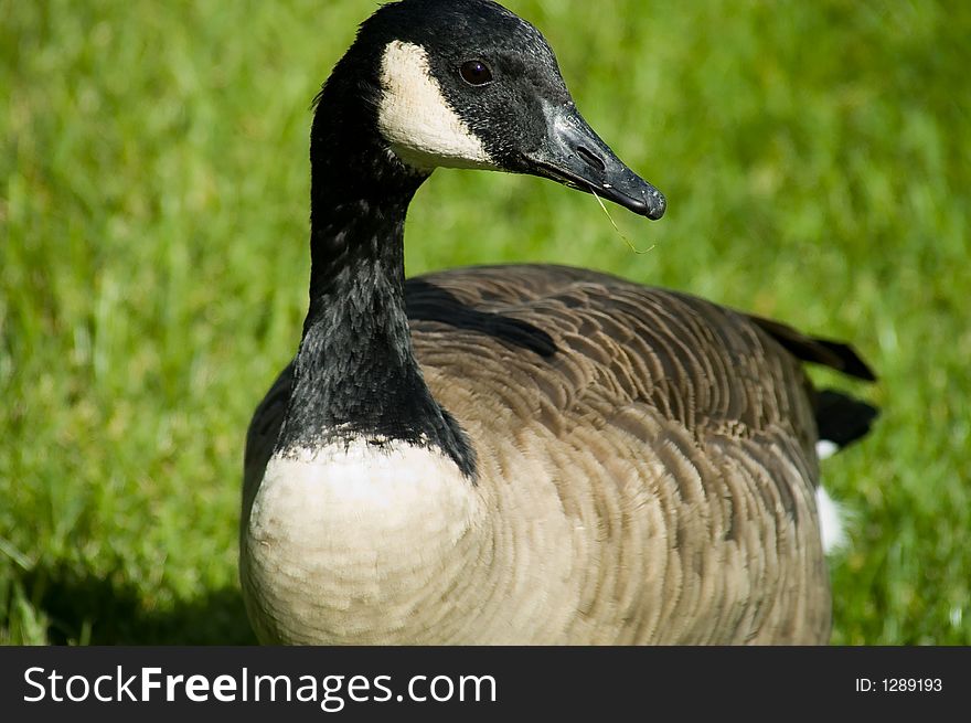 A Canada Goose clipping the grass in a local park. A Canada Goose clipping the grass in a local park.