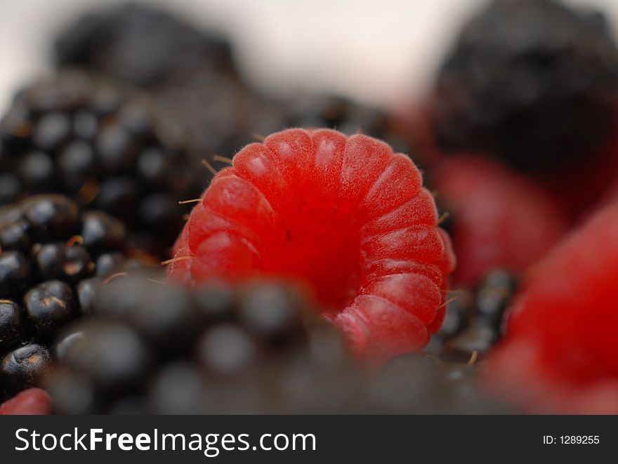 Raspberries and Blackeberries in detail. Raspberries and Blackeberries in detail