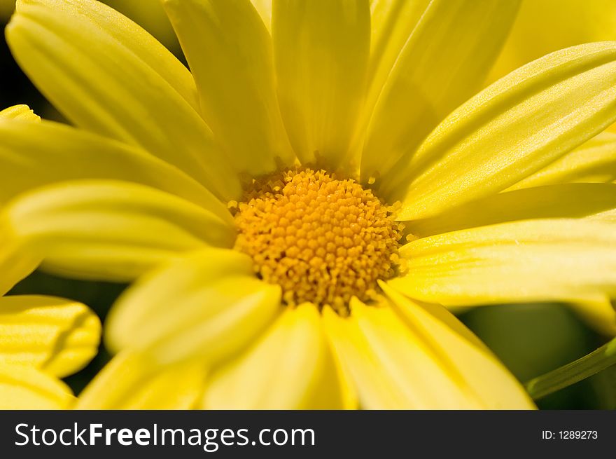 Closeup of the center of a pretty yellow daisy.