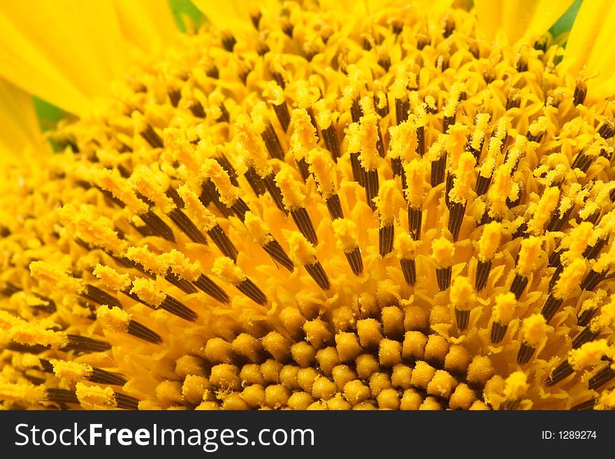 Beautiful yellow Sunflower flower closeup
