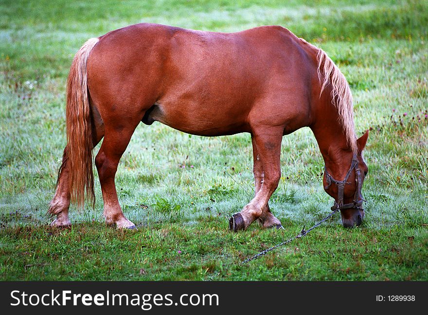 Feeding horse on a frosty morning. Feeding horse on a frosty morning