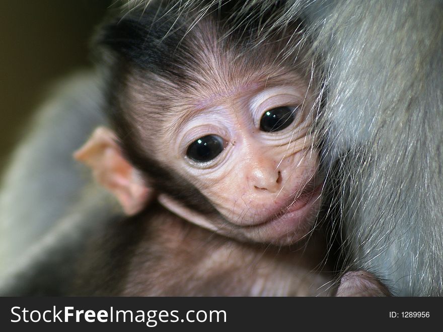 A long tailed macaque baby clinging to its mother. Scientific name is macaca fascicularis, born black. A long tailed macaque baby clinging to its mother. Scientific name is macaca fascicularis, born black.