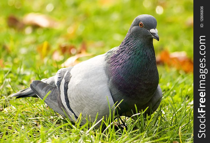 Close-up of a pigeon in autumn. Close-up of a pigeon in autumn