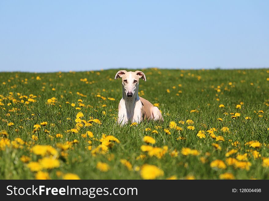 Beautiful galgo with funny ears is lying in a field with dandelions. Beautiful galgo with funny ears is lying in a field with dandelions