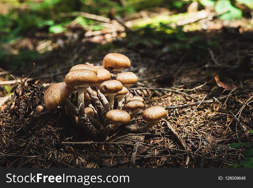 Close-up Edible mushrooms of honey agarics in a coniferous forest. Group of mushrooms in the natural environment