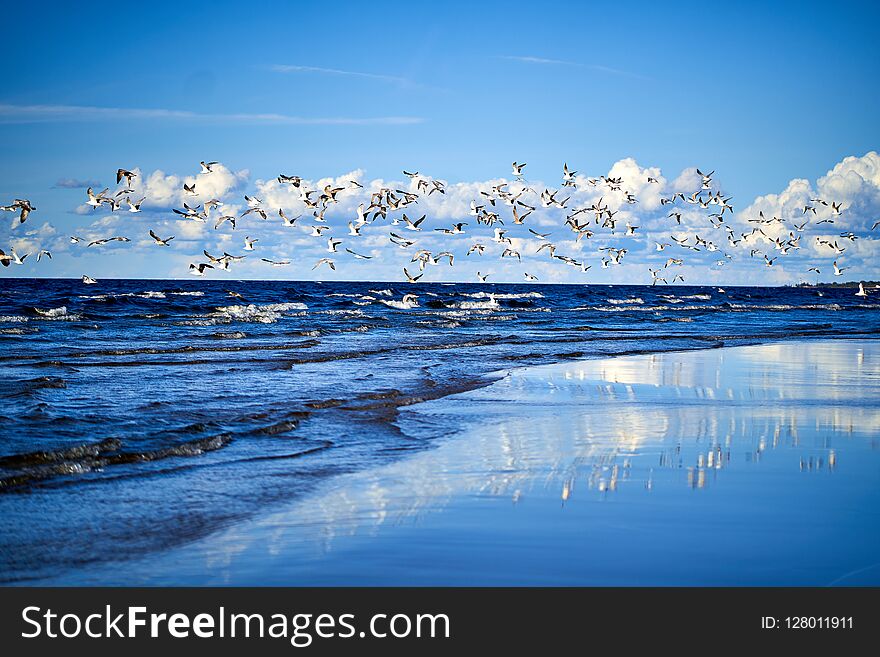 Blue Sea Coast With Waves And Seagulls