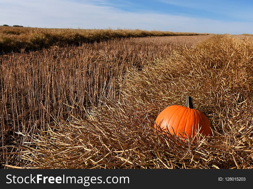 A close up image of a single harvest pumpkin in a canola field in autumn. A close up image of a single harvest pumpkin in a canola field in autumn.