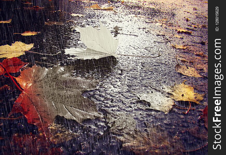 Fallen maple leaves lie on the wet asphalt in black and white colors evoking sadness. Fallen maple leaves lie on the wet asphalt in black and white colors evoking sadness.