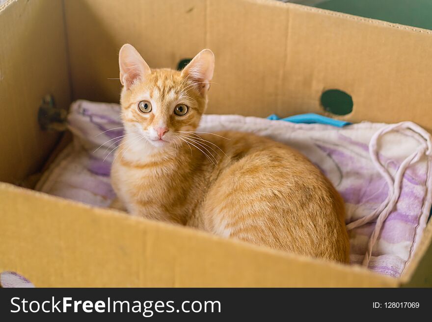 Young orange cat lay in box on yellow pillow.