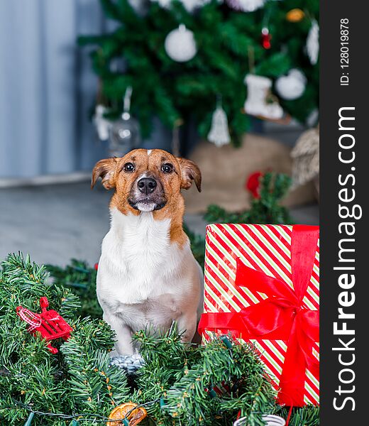 Jack Russel dog near Christmas tree