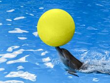 A Dolphin With A Yellow Ball On His Nose Stock Images
