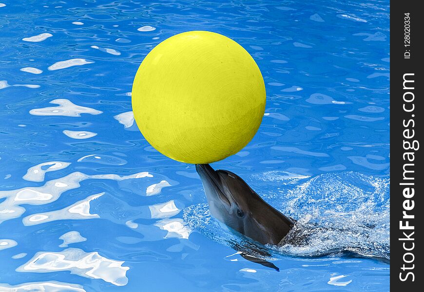A Dolphin with a yellow ball on his nose in blue water.