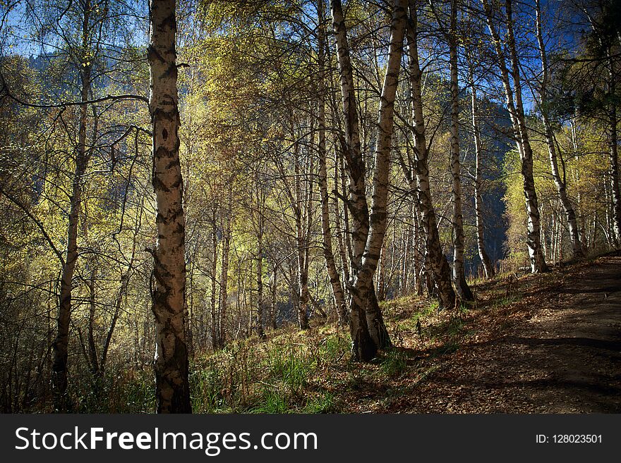 Colorful forest in the mountains autumn morning. Colorful forest in the mountains autumn morning.