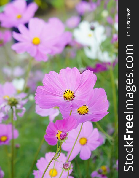 Flowers cosmos in the filed morning time